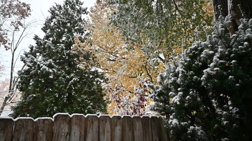 November 2025 Snow on Trees with Autumn Leaves, 